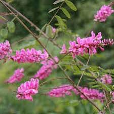 Image result for Indigofera oligophylla