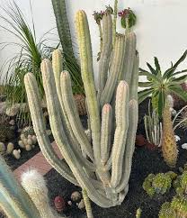 Image result for Euphorbia persistentifolia