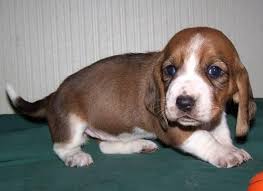 Find puppies for adoption from breeders, rescues and shelters. Akc Ckc Basset Hound Puppies For Sale In Jackson Georgia Classified Americanlisted Com