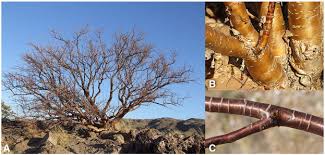 Image result for Euphorbia guerichiana