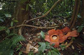 Rafflesia Pollination Big Flowers Corpse Flower