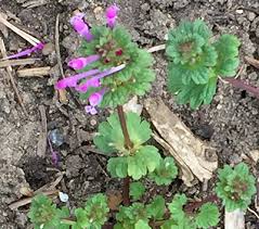 Crocus is one of the plants that produce purple flowers in the early spring. Purple Deadnettle And Henbit Two Common Garden Spring Weeds Msu Extension
