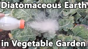 When up to 2% is added to food, diatomaceous earth is generally recognized as safe by the us food & drug administration. Using Diatomaceous Earth Against Caterpillars In Vegetable Garden Youtube