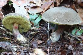 Image result for Xerocomellus diffractus