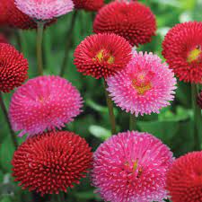 Bellis Perennis Pomponette Mixed Perennial Biennial Seeds Thompson Morgan Bellis Perennis Perennials Flower Seeds