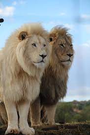 Pin By Legend Master On Drew Animals Beautiful Majestic Animals Animals