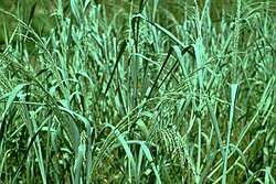 Image result for Panicum novemnerve