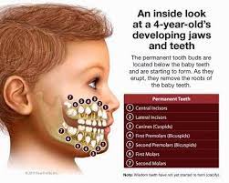 Google Pediatric Dentistry Dentistry Dental Kids