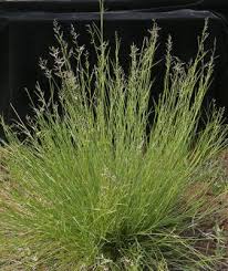 Image result for Eragrostis schweinfurthii