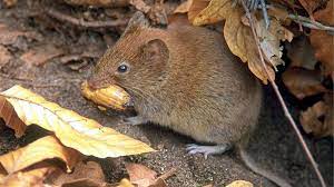 Die erkrankung geht in der regel mit fieber, hautausschlag sowie ausgeprägten gliederschmerzen einher. Nagetiere Sind Wirt Zwolf Menschen Erkranken Im Sudlichen Emsland An Hantavirus