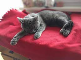 Sore Throat In Cats Symptoms Causes And Treatment
