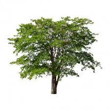 Background Branch Collection Ecology Forest Garden Green Growth Isolated Leaf Life Natural Nature Oak Old Outdoor Park Pl Yaponskie Cvety Filialy Fony Besplatno