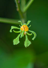 Image result for Tacazzea