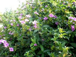 Image result for Barleria obtusa