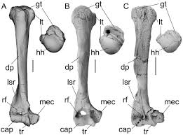 The nasal bones are two in number, and together form the bridge of the nose. The Postcranial Skeleton Of Galecyon Evidence For Morphological And Locomotor Diversity In Early Hyaenodontidae Mammalia Hyaenodontida
