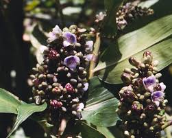 Image result for Aneilema umbrosum