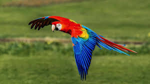 Download free escudo honduras azul vector logo and icons in ai, eps, cdr, svg, png formats. Los Aves Nacionales De Honduras Y Los Estados Unidos Youtube