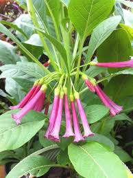 The iochroma plants we have for sale are well rooted and guaranteed to grow. Red Wine Mini Angel Trumpet Plant Iochroma Cyanea Urban Tropicals