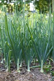 Green onions are probably the most iconic edible plant to grow in water — and the only one i've personally tried — but they're far from your only. Scallion Green Onion Seeds Usa Asian Vegetable Garden Bunching Onions Chinese Japanese Scallions Napa Garlic Chives Seed 2021 Fast Shipping Green Onions Growing How To Grow Green Onions Fall Garden Vegetables