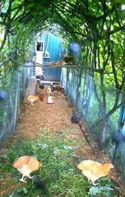 Grow Vines Over Chicken Coop Shade For The Chickens And If The Vine Dropped Excess Fruit Self Feeding Chicken Huhner Im Garten Hinterhofhuhner Huhnergarten