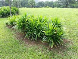 Image result for Pandanus sp. A