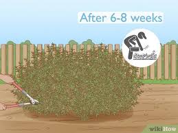 Image result for rosemary pruning