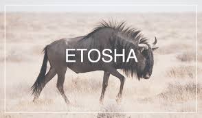 It was proclaimed a game reserve in march 1907 in ordinance 88 by the gover. Visiting Photographing Etosha National Park Namibia Dalibro