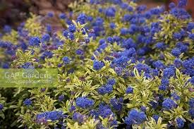 Mooiste knop / bloem stadium is begin/half april. Ceanothus Lemon And Stock Photo By Martin Hughes Jones Image 1410072