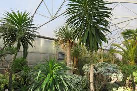 Insbesondere für familien mit kindern stehen zahlreiche mitmachaktionen auf dem programm. 200 Jahre Botanischer Garten Dresdner Stadtteilzeitungen