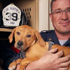 Charlotte area animal rescue organizations brought their adoptable dogs to  Charlotte Firehouse 39, where they met the firefighters, sniffed the  firetruck, and posed in front of the camera for exciting new photos