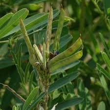 Image result for Tephrosia montana