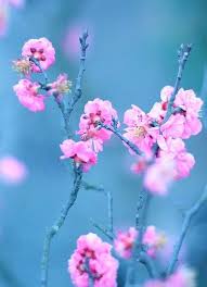Pink And Blue Flower Aesthetic Beautiful Flowers Colorful Flowers