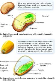 Lesson 2 Seed Structure Bean Seeds Seeds Seed Structure