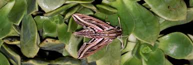 Image result for Hippotion celerio