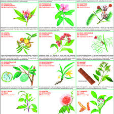 Medicinal Plants Chart Medicinal Plants Chart Manufacturer