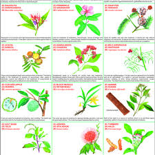 medicinal plants chart medicinal plants chart manufacturer