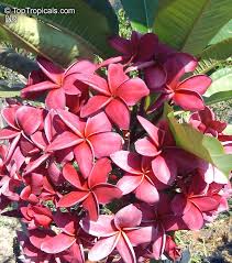 The species variously are endemic to mexico, central america and the caribbean, and as far south as brazil and north as florida. Plumeria Rubra Pink Frangipani Temple Tree Calachuchi Toptropicals Com