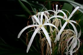Image result for Crinum aurantiacum