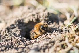 Termites can literally eat away the value of your home. Colonial Pest Control Inc Home Facebook