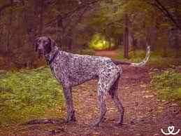 Image result for německý ohař krátkosrstý