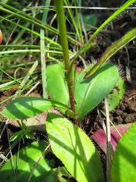 Image result for Alepidea