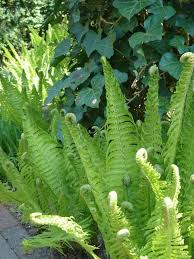 Die Im Schatten Wachsen Stauden Und Farne Fur Lichtarme Gartenbereiche Lebe Lieber Fesch Stauden Waldpflanzen Farne Garten
