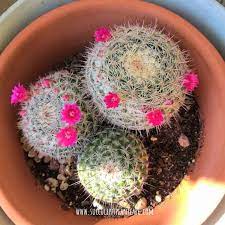 But wait, did you know that they can repeat flower? Mammillaria Hahniana Old Lady Cactus Care And Propagation Succulent Plant Care