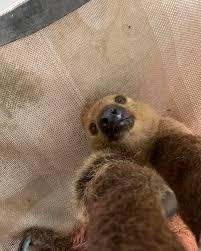 Sid the sloth stole his...