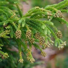 Image result for Cryptomeria