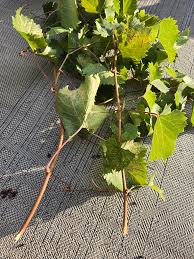 Image result for grapevine cuttings