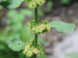 Image result for Rumex nepalensis