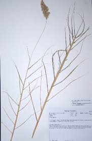 Image result for Enneapogon scoparius