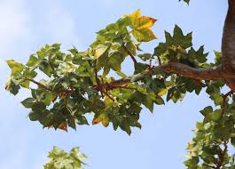 Image result for Sterculia africana