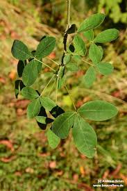 Image result for Thesium wilczekianum